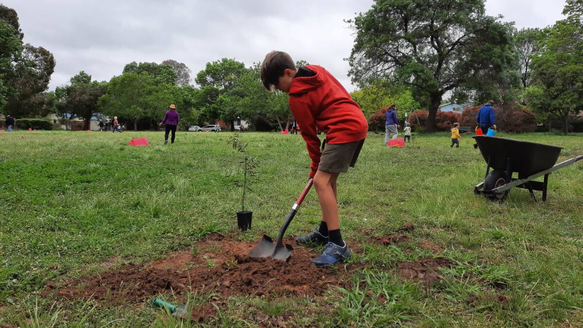 Jay digging at Fenton Street Park on Sunday, October 25 before planting a gum tree. Picture: Supplied