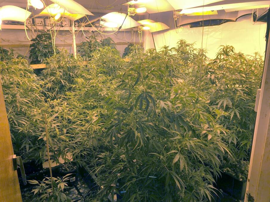 Police said they found 31 cannabis plants at the property on July 10. Picture: ACT Policing