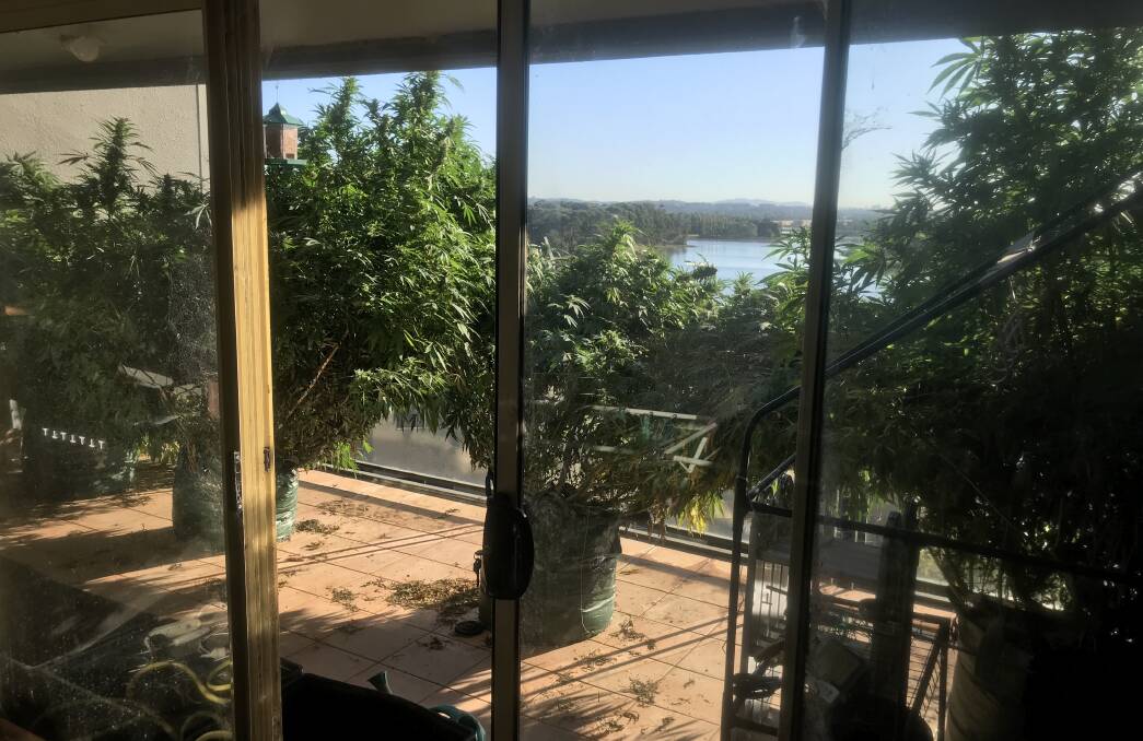 ACT Policing have given a formal warning to a Belconnen man found with four cannabis plants on his balcony. Picture: Supplied.