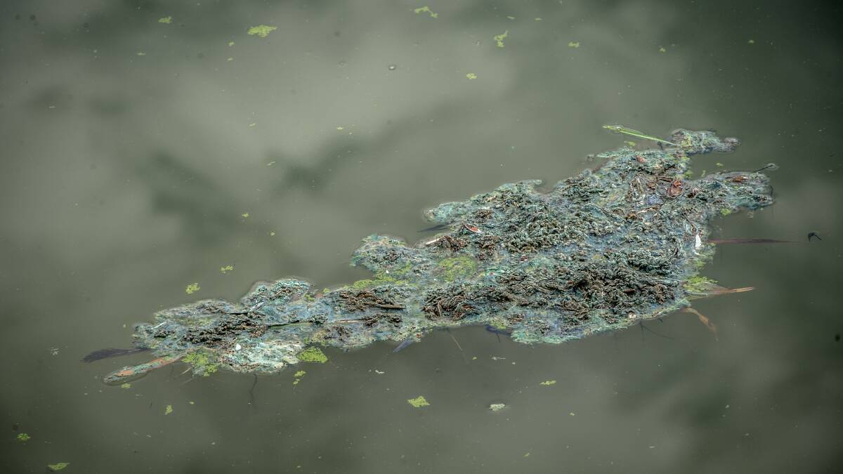 Canberrans are banned from swimming and diving in Lake Tuggeranong after blue-green algae reemergence. Picture: Karleen Minney