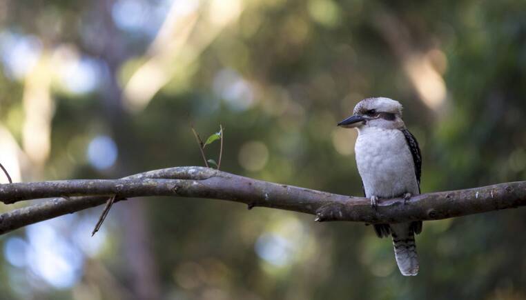 The warbling of a kookaburra - the sound of Canberra? Picture supplied