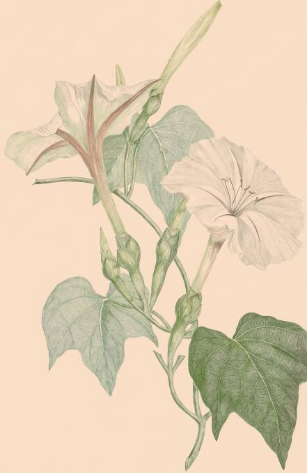Banks Florilegium, Ipomoea Species (Convolvulaceae), 1983. Picture: Parliament House Art Collection