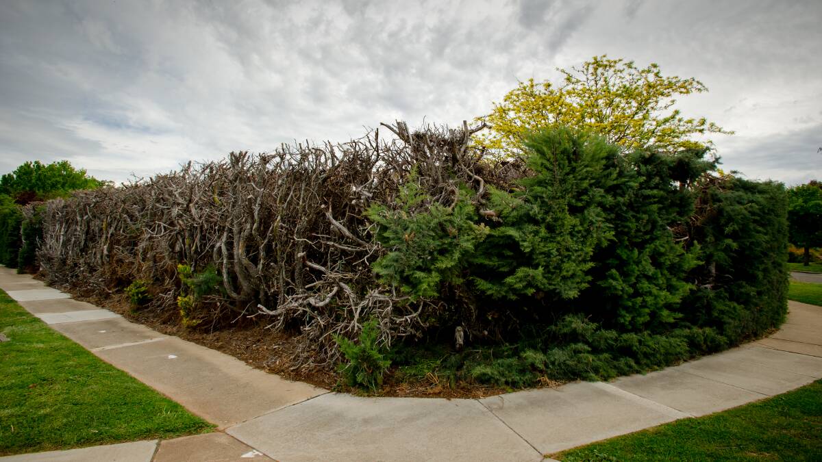 The hedge at 2 La Perouse St, a forbidding reminder of the consequences of non-compliance with a hedge-trimming directive. Picture: Elesa Kurtz