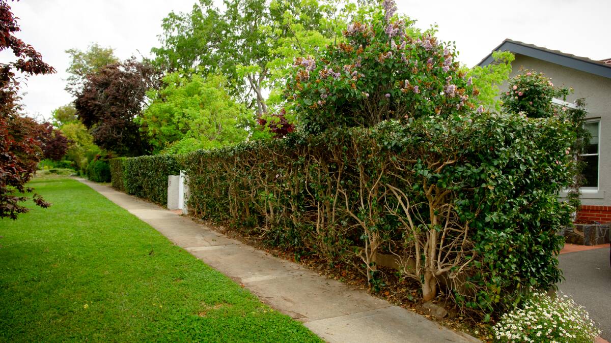 A recently trimmed hedge in Griffith, where residents were served, en masse, with pruning directives. Picture: Elesa Kurtz