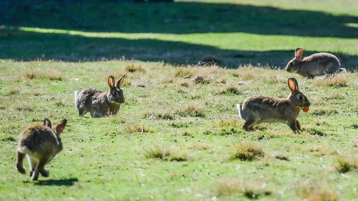 Rabbits frolic on City Hill. Picture by Karleen Minney