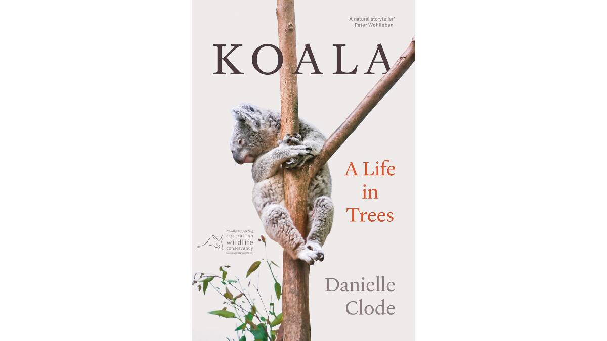 Koalas are unique, complex and lately symbolic