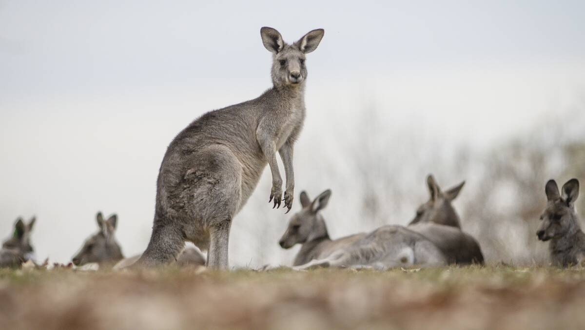 Eastern grey kangaroos in Yarralumla are hardly an 'invasive species', readers say. Picture by Sitthixay Ditthavong 