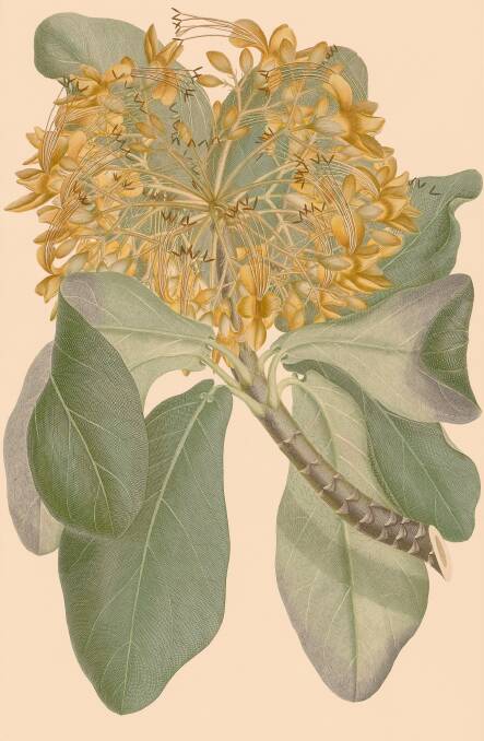 Banks Florilegium, Deplanchea Tetraphylla (Bignoniaceae), 1983. Picture: Parliament House Art Collection.