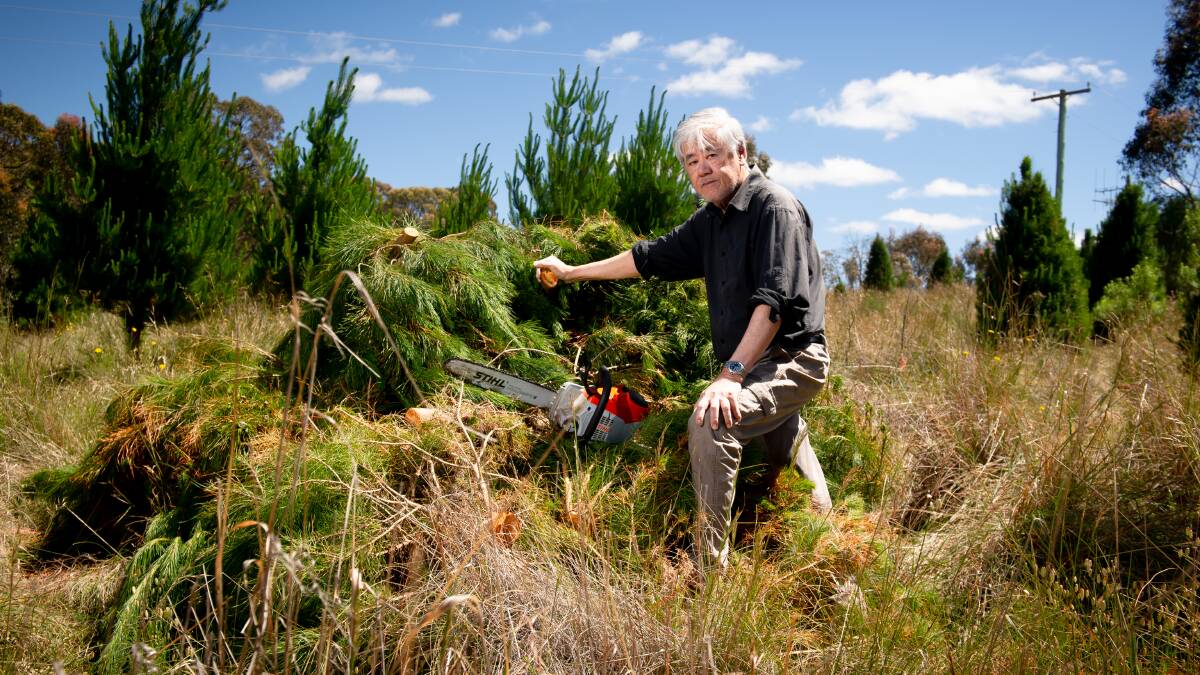 Keng Tan has lost more than half of this year's crop on his Christmas tree farm. Picture by Elesa Kurtz