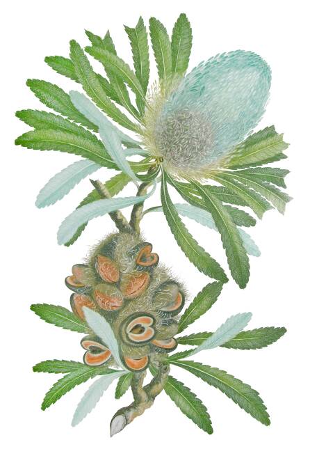 This plate depicting Banksia serrata (saw banksia), from Bankss Florilegium, illustrates the level of artistic skill needed to complete this drawing. Picture: Supplied