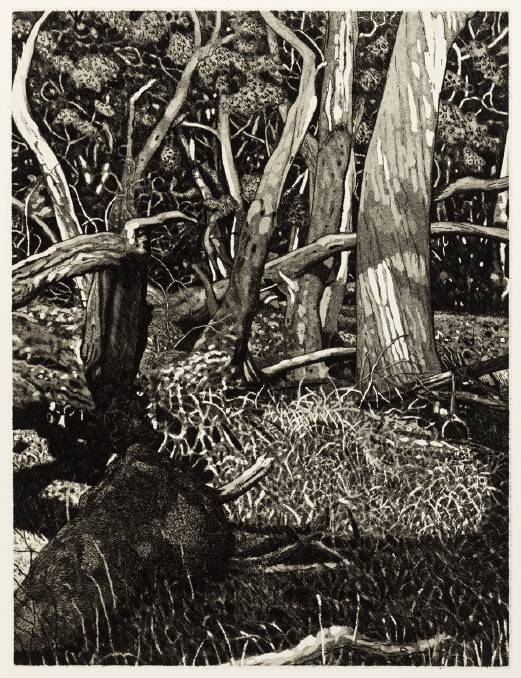 David Frazer, The tangled wood (Composition XII). Picture Supplied