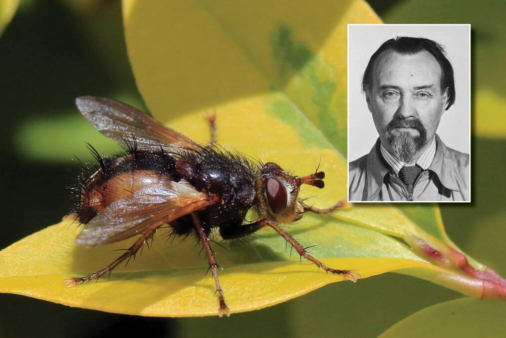 Sergey Paramonov, with one his objects of study - the family Tachinidae. Picture: Supplied
