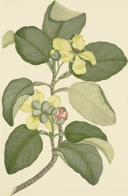Banks Florilegium, Dillenia Alata (Dilleniaceae), 1983. Picture: Parliament House Art Collection
