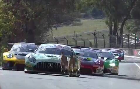LEADING THE WAY: Bathurst 12 Hour competitors are forced to back off as a pair of kangaroos bound along the track in front of them.