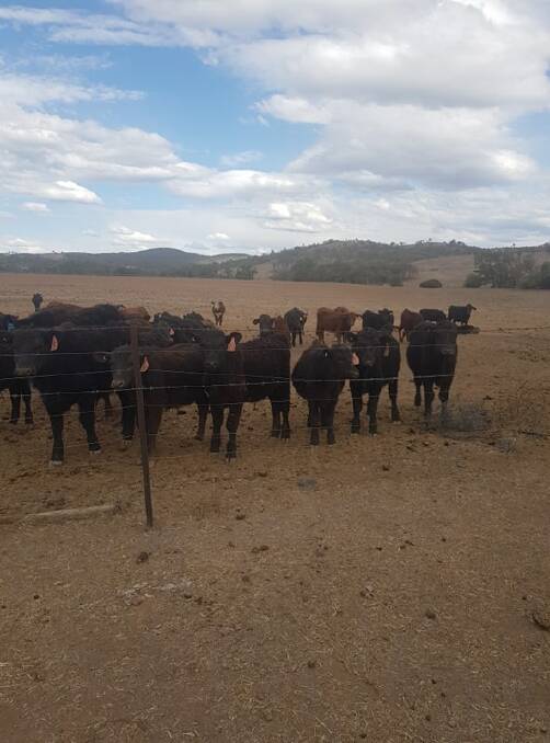 THE BIG DRY: Some of the Middleton family's cattle 60 kilometres west of Tenterfield. Picture: Brooke Middleton