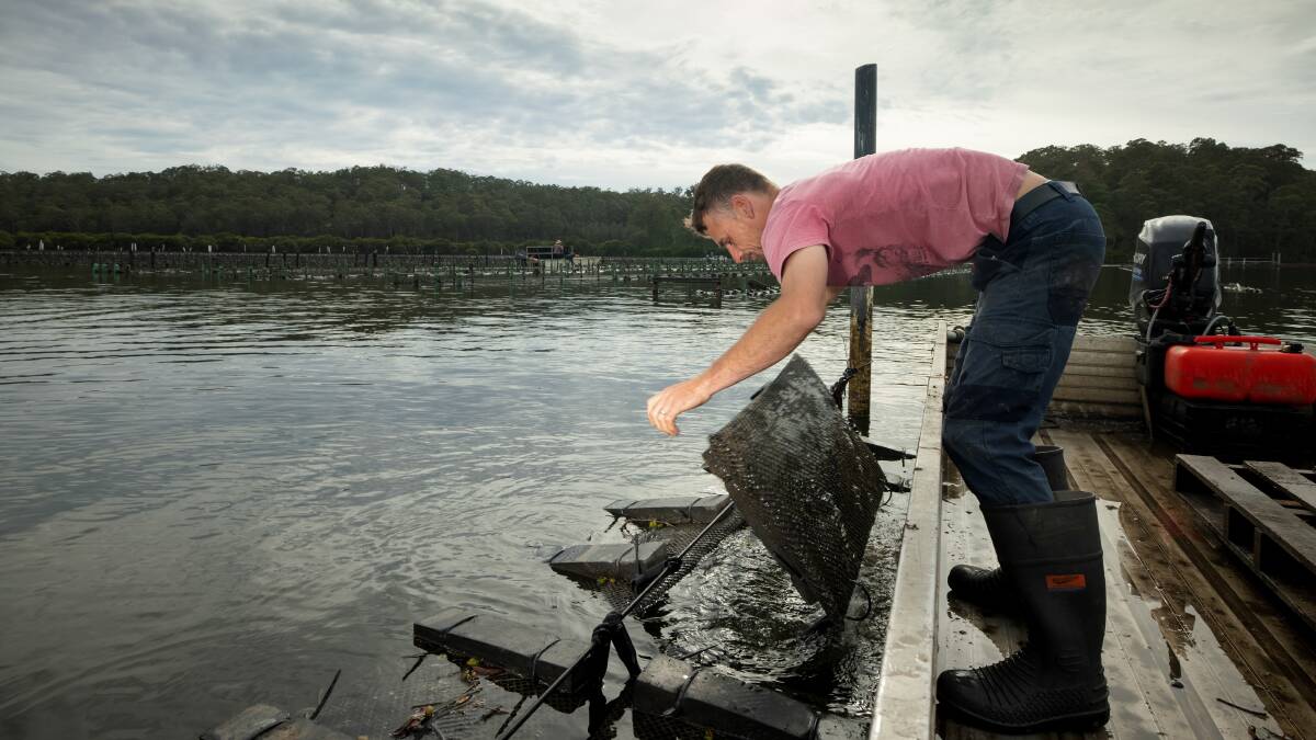 Greg Norris inspects baskets at his oyster lease in Batemans Bay. Picture: Sitthixay Ditthavong