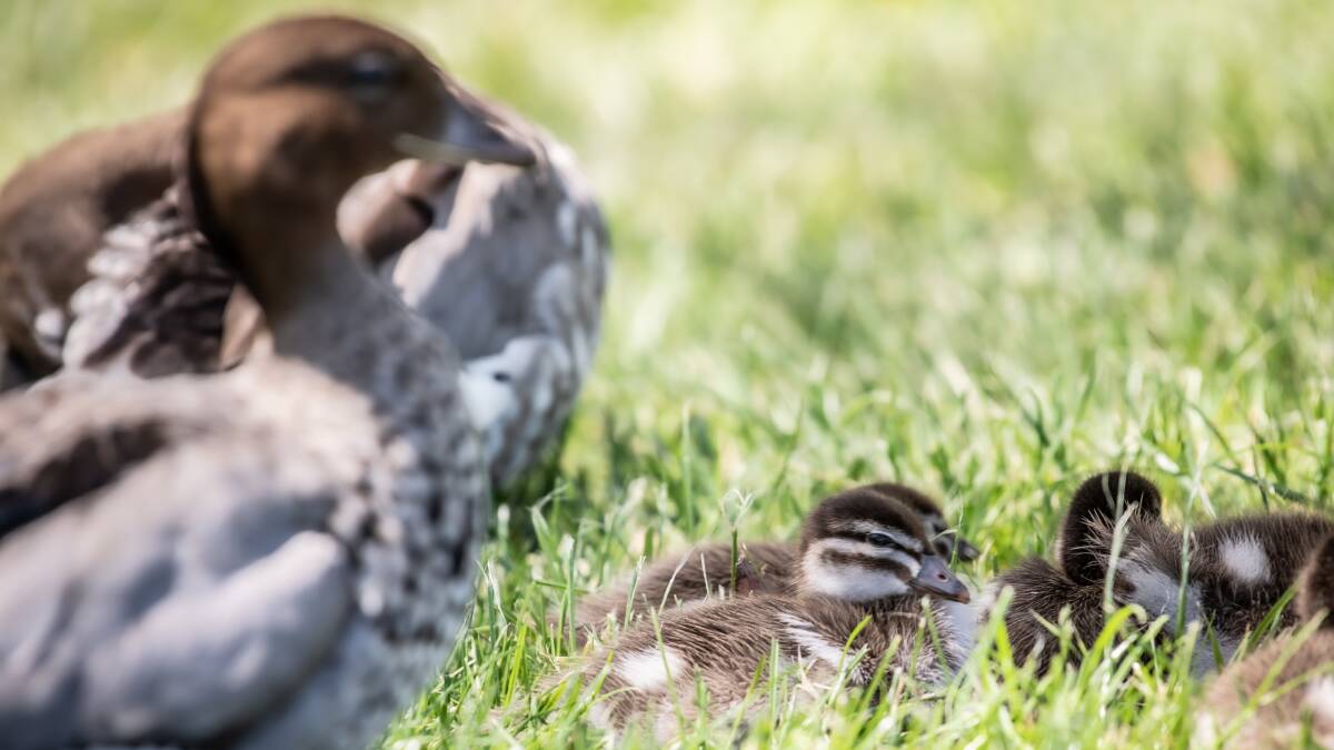 Springtime ducklings. Picture by Karleen Minney