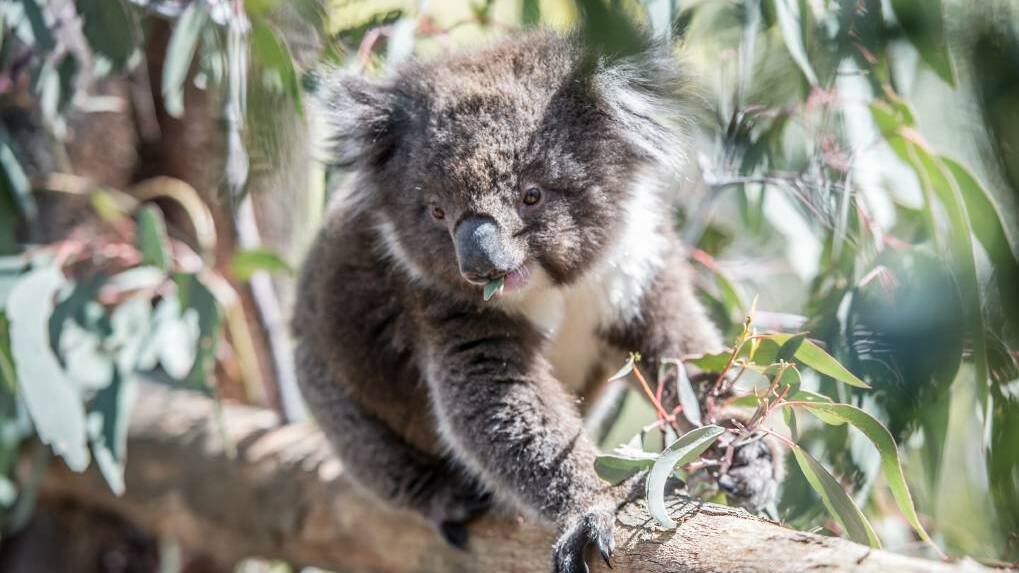 Malu, an 18-month-old koala was released from the Tidbinbilla breeding program in 2018. Picture: Karleen Minney
