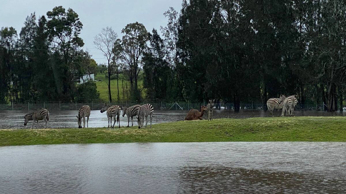 Floodwaters in a zebra enclosure at Mogo Zoo. Picture: Chad Staples