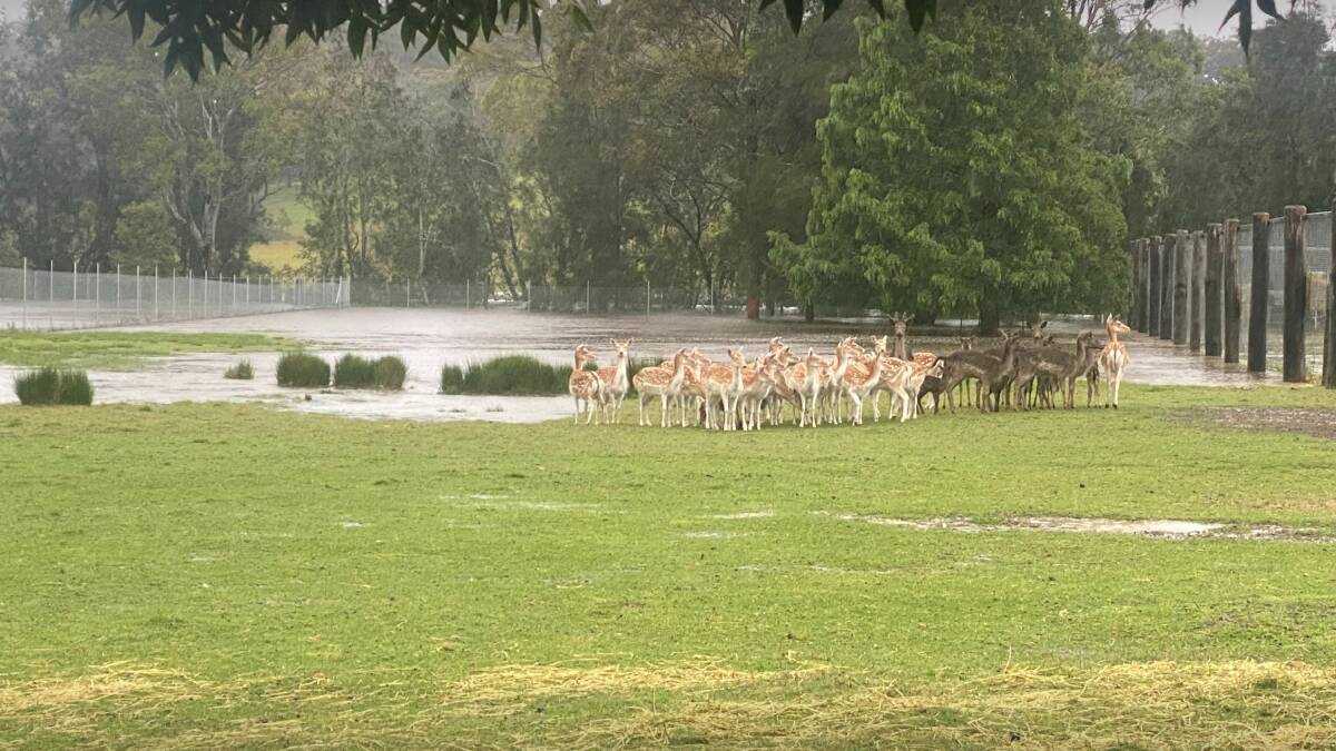 Flooding in the bottom enclosure at Mogo Zoo. Picture: Chad Staples