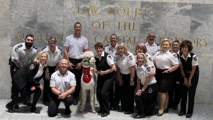 Hephner the alpaca outside the ACT courts building. Picture supplied