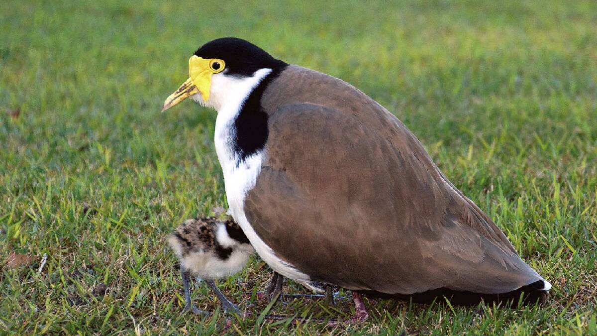 The Masked Lapwing, often referred to as the Plover with a chick. Picture supplied by the Foundation for National Parks and Wildlife