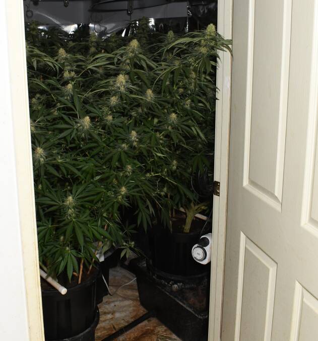 ACT Policing found 135 plants in the home. Picture: ACT Policing