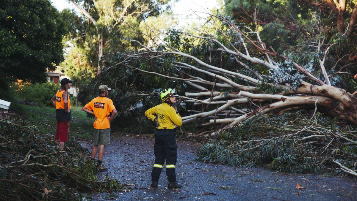 Emergency services respond to a fallen tree in Holt in early January. Picture: Dion Georgopoulos