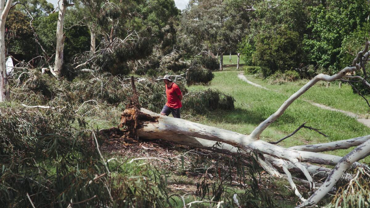 Fallen trees litter the streets of Holt after a severe thunderstorm swept through Belconnen. Picture: Dion Georgopoulos 