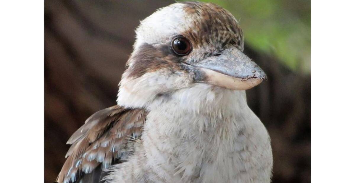 A photograph of a kookaburra snapped by Karleen Wallington. Picture: Supplied