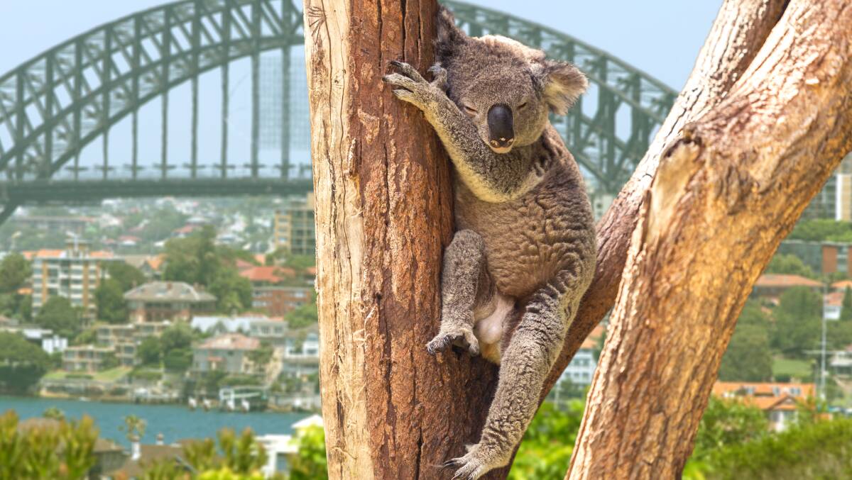Koalas could be extinct in NSW by 2050. Picture Shutterstock