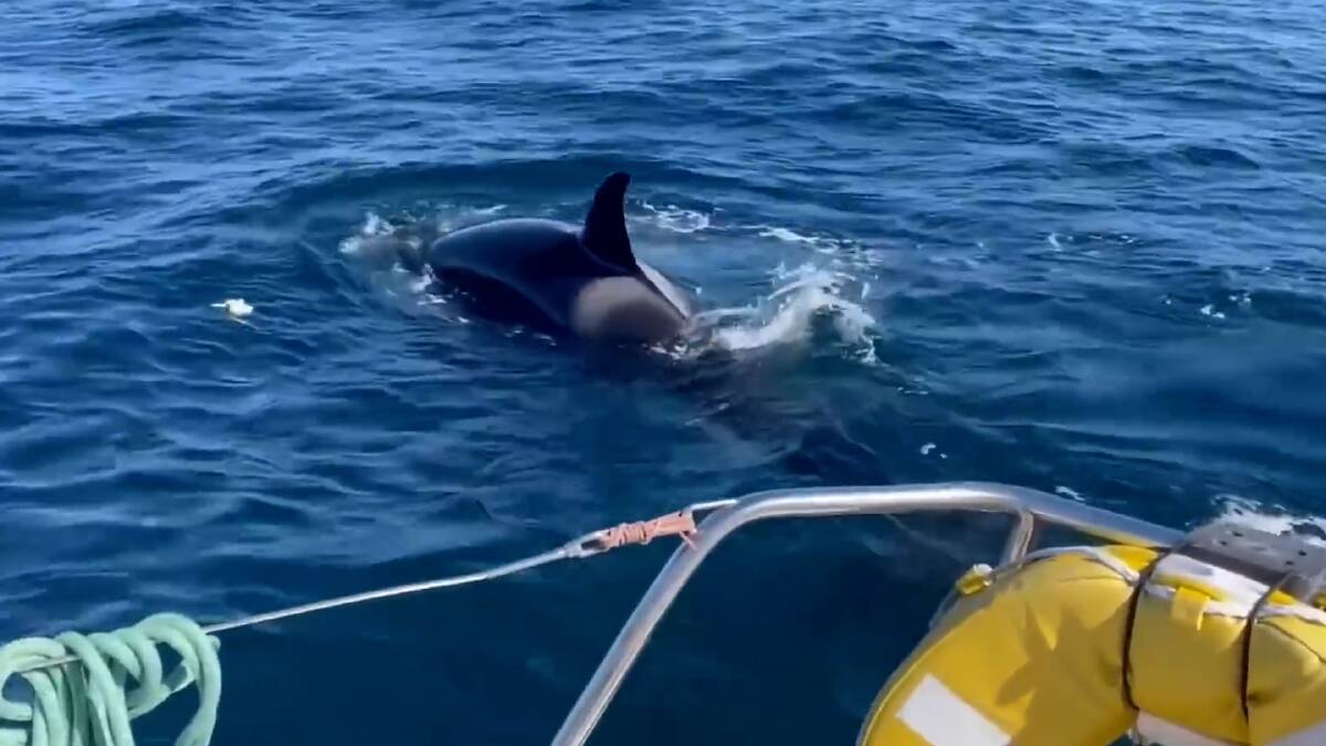 'The devil fish of Gibraltar': Orca trains army to attack luxury yachts