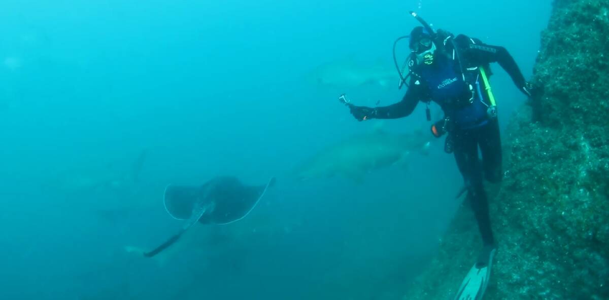 CLOSE ENCOUNTERS: Divers spotted a dozen pregnant grey nurse sharks near Queensland's Wolf Rock. Picture: supplied