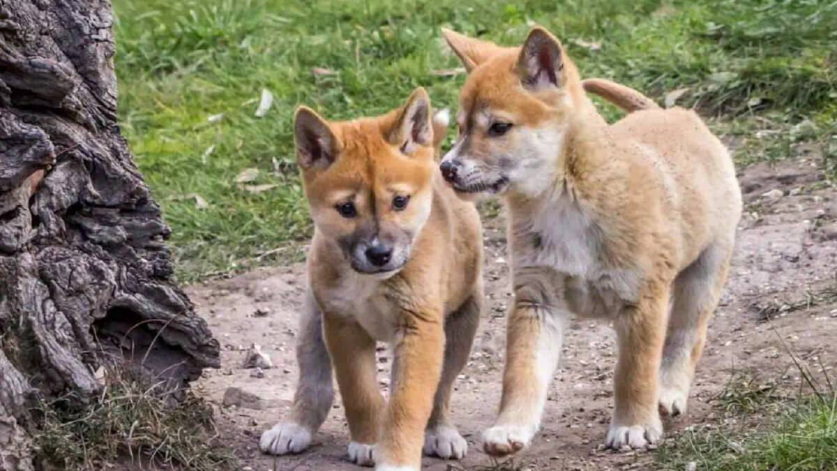 Cosmos Magazine: What exactly is a dingo if it's not a dog? | The Canberra  Times | Canberra, ACT
