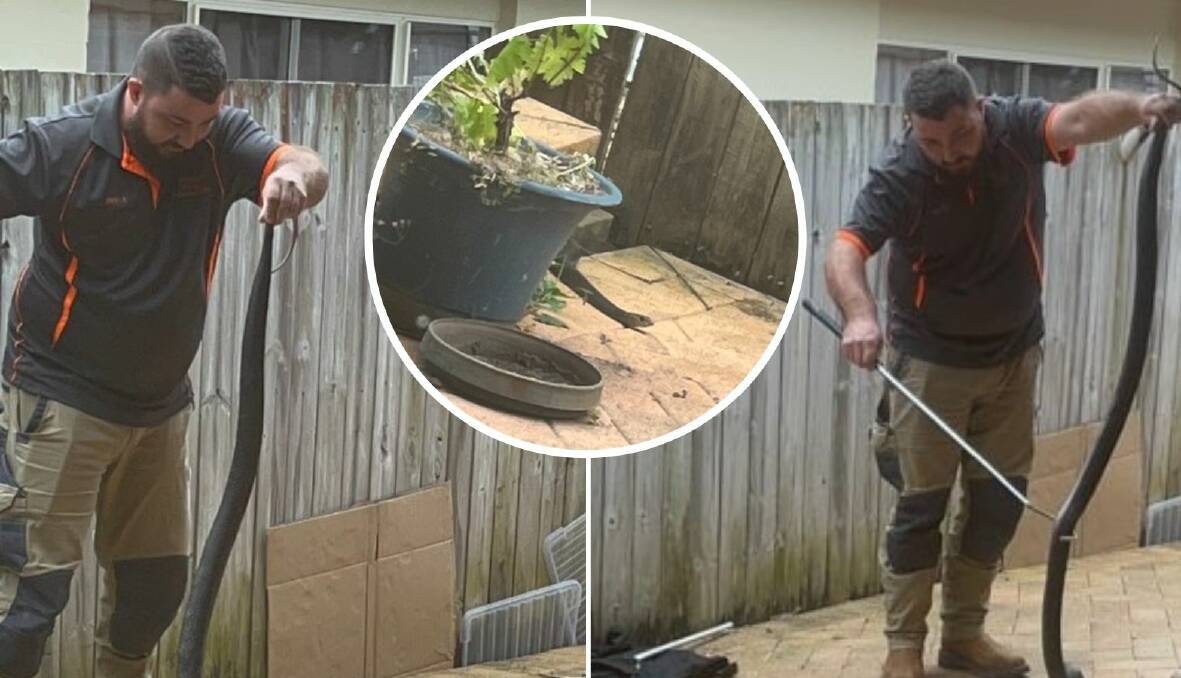 A snake catcher wrangles a deadly eastern brown snake at Redland Bay. Pictures by Redlands Snake Catcher
