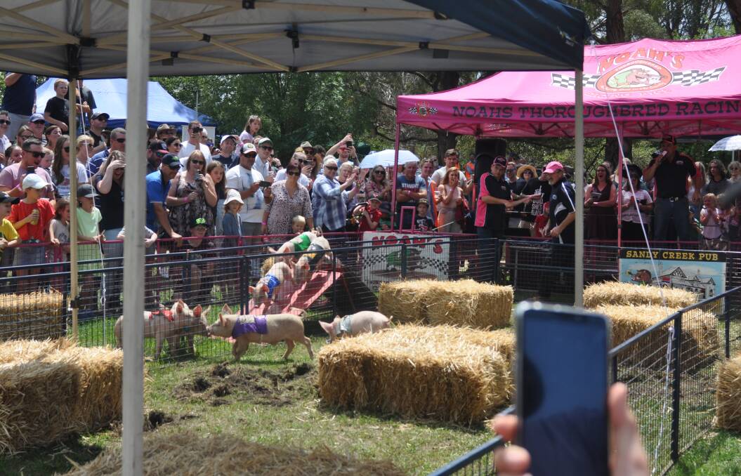 The Laggan pig races usually draw up to 1500 people through the gates. Picture by Hannah Sparks.