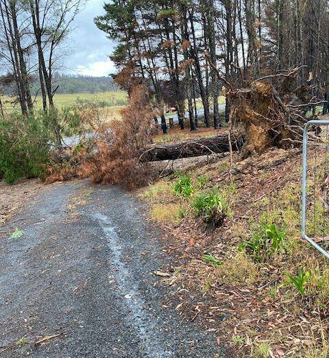 A large burnt tree on Jenny Diprose's Curraweela property on the Oberon Road crashed down after heavy rain on Wednesday, November 29. Residents have been lobbying for the trees to be cleared, including those on the nearby Oberon Road. Picture supplied.