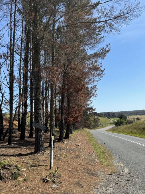 Burnt trees line the Taralga to Oberon Road, otherwise known as The Tablelands Way, at Curraweela. Residents say the trees are in danger of falling and killing someone. Picture by Peter Horch.