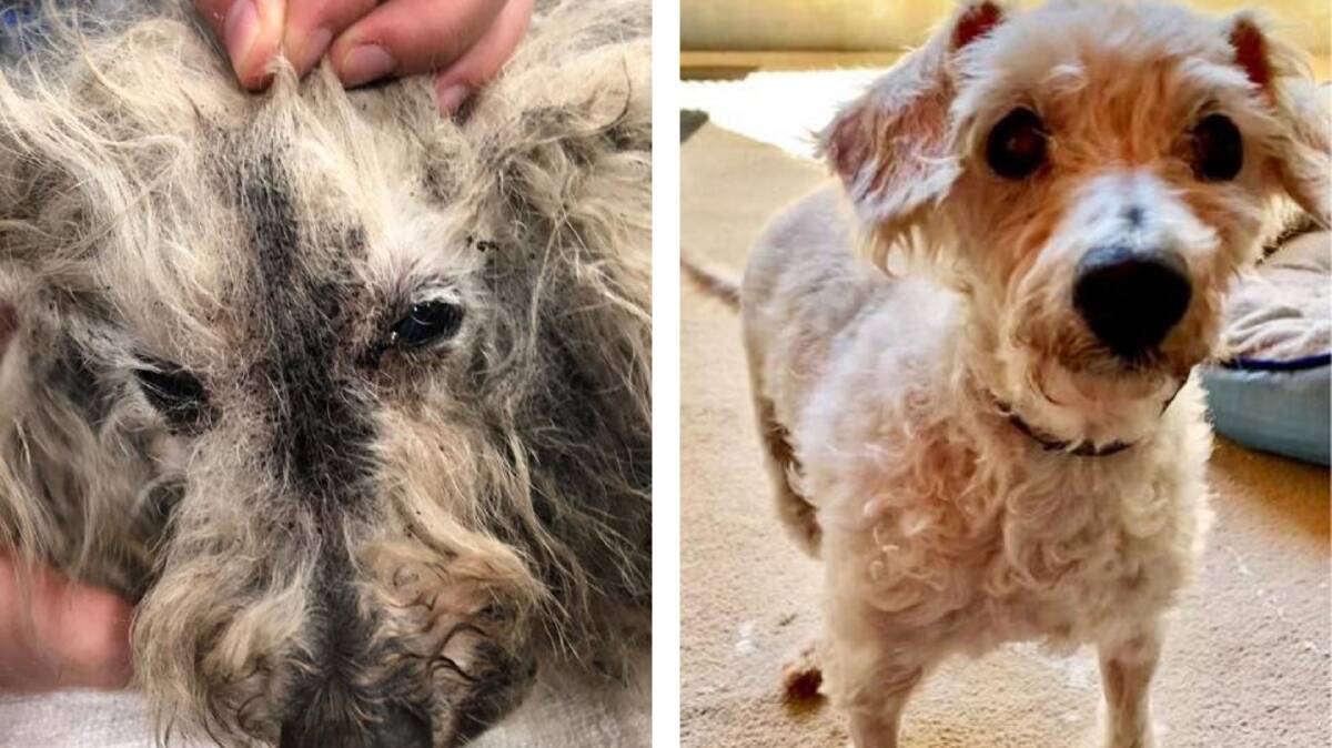 Before and after photos of Aviary, a poodle-cross. Photo: RSPCA NSW