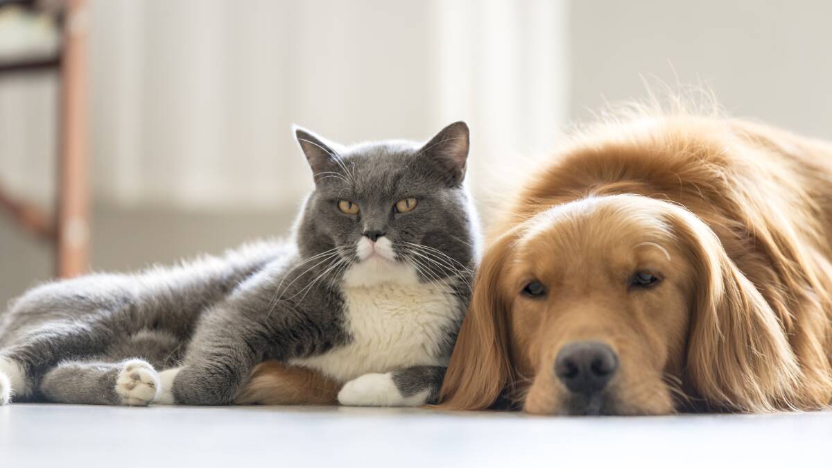 Animals will be recognised as sentient beings in the ACT in Australian first, under an overhaul to the territory's animal welfare legislation. Photo: Shutterstock