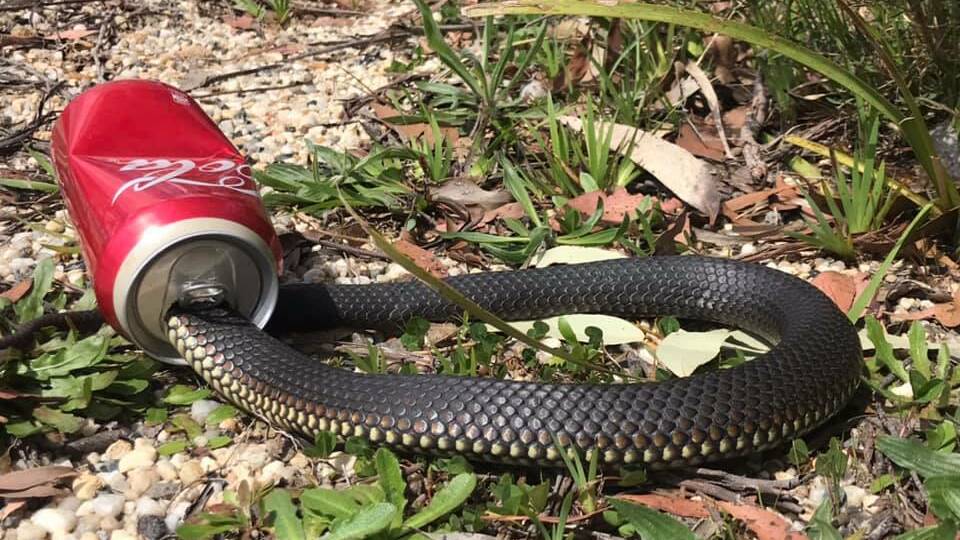 Snakes Keep Getting Their Heads Stuck In Beer Cans. Really.