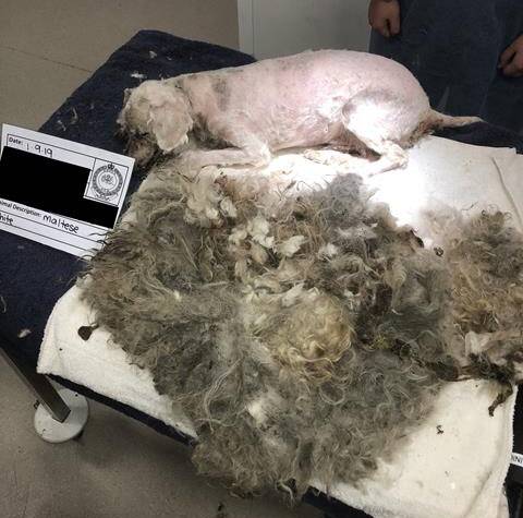 Aviary, a whole lot healthier without that matted hair. Photo: RSPCA NSW