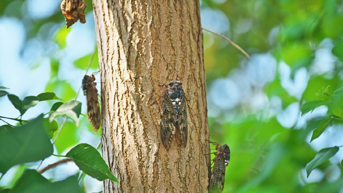 Why summer's cicada 'love ballad' sounds louder than ever