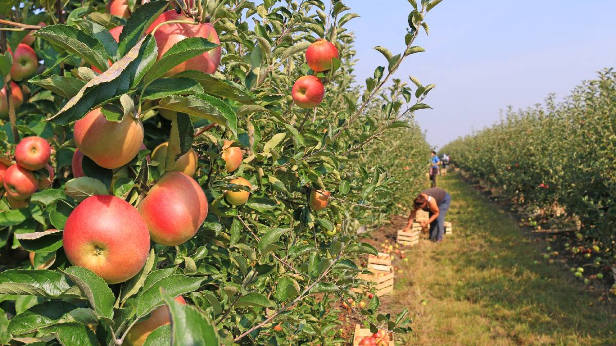 Summer harvest worker boost but more seasonal workers needed