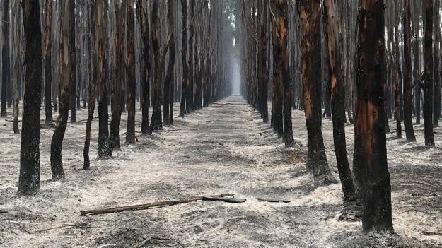 The complete devastation as seen in a blue gum plantation off Mount Stockdale Road on Kangaroo Island. Photo: Scott Wilson
