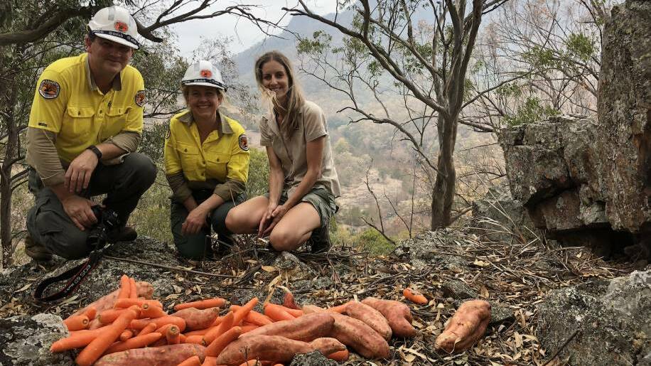 Aussie Ark and National Park and Wildlife Service workers provide food for rock wallabies.
