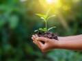PLANT TREES: Check out United Nations Environment Program guide to Ecosystem Restoration, a global drive to halt the degradation of land and oceans, protect biodiversity, and rebuild ecosystems. Photo: Shutterstock