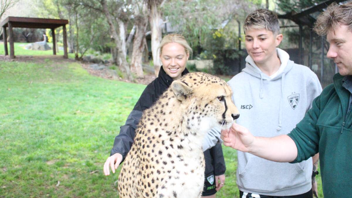 Canberra United's Holly Murray and Michelle Heyman meet a cheetah at the National Zoo and Aquarium. Picture Declan Smith (Canberra United)