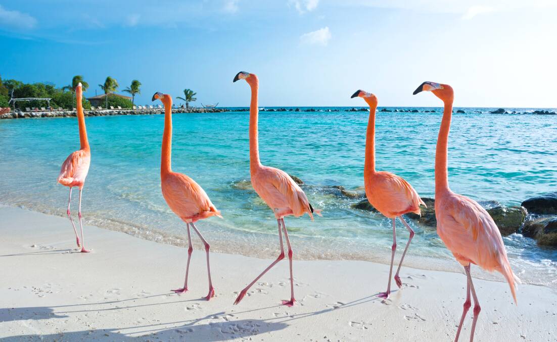 Pink flamingos on the Balmy Caribbean island, Aruba. Picture Shutterstock