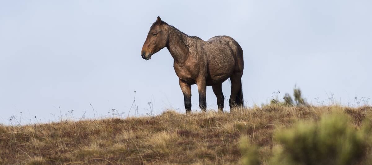 Forget the romance. Alpine national parks are no place for wild horses.
Picture: Karleen Minney